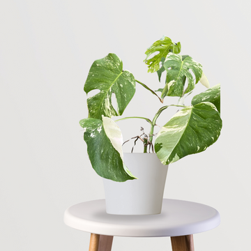 Monstera Alba variegated plant